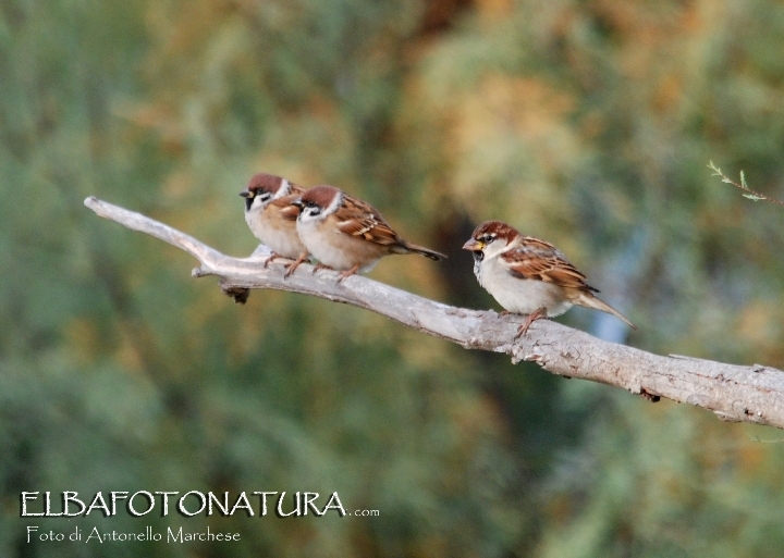 Passera mattugia (Passer montanus) e Passera dItalia (Passer italiae)